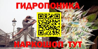 крисы Славгород